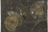 Fossil Ammonite (Dactylioceras) Cluster - Posidonia Shale, Germany #305722-1